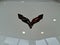 2017 Chevrolet Corvette Grand Sport Grand Sport 2LT